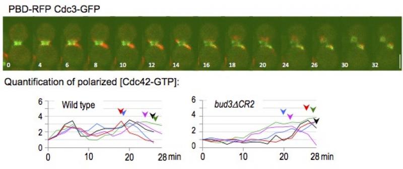 Biphasic activation of the Cdc42 GTPase in G1   