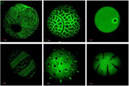 pollen grains pollen grains