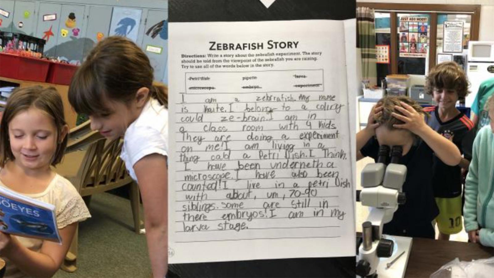 Story about zebrafish written by a student