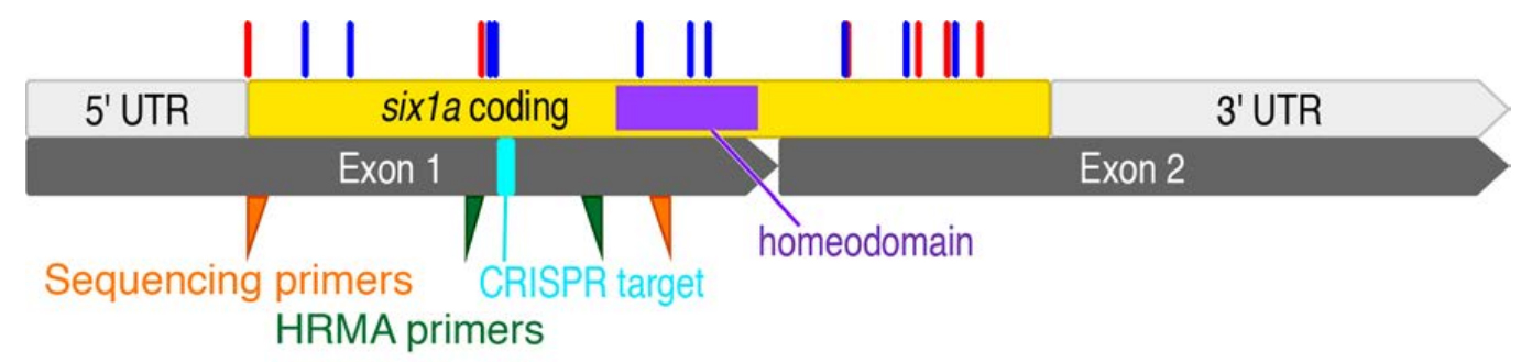 Example of Sequence Analysis on six1aoz2 Heterozygotes and Homozygotes