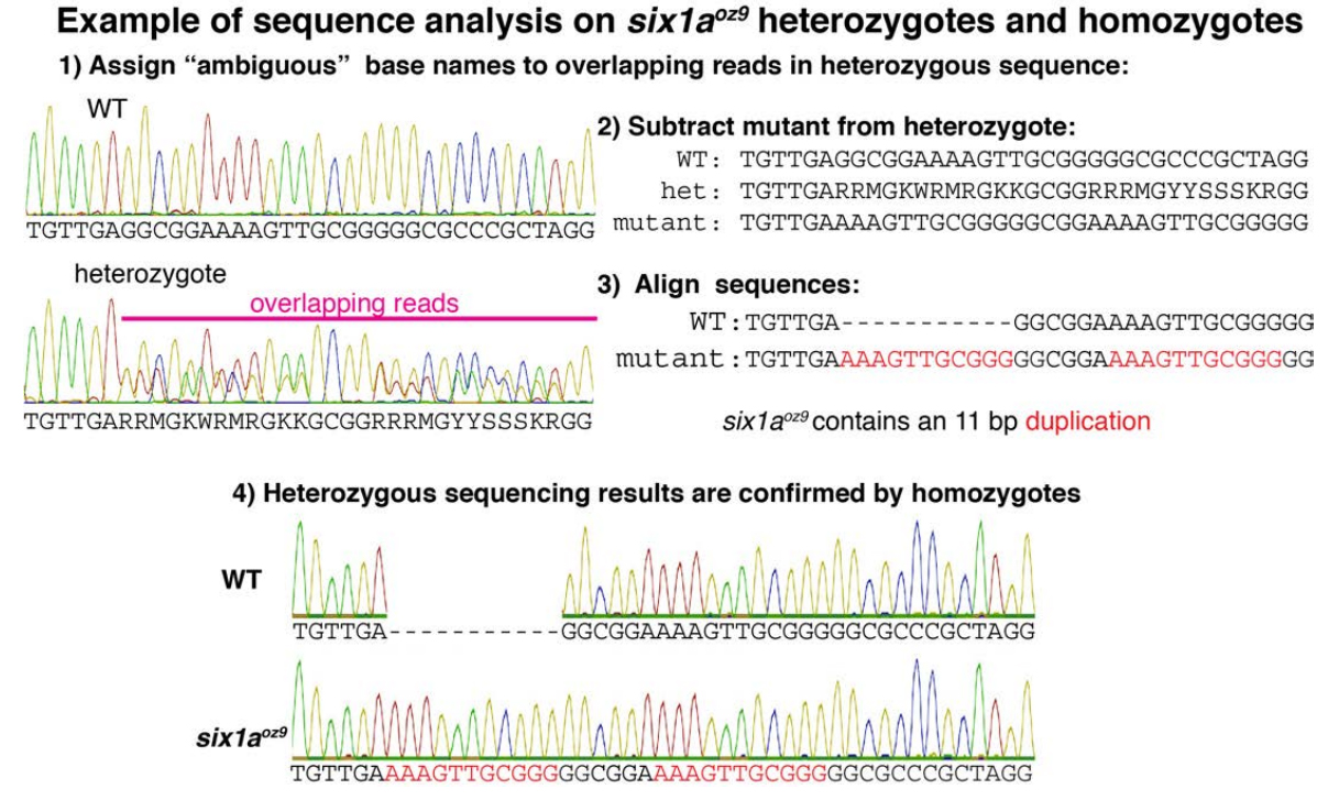 Eample sequence analysis on six1aOZ9 heterozygotes and homozygotes