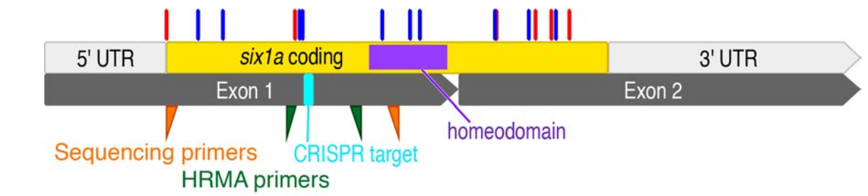 Example of CRISPR target design:	six1a