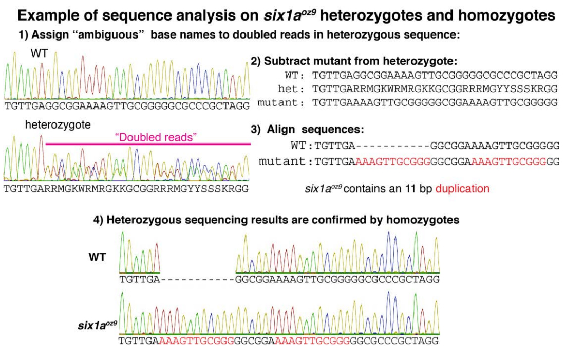 Example of Sequence Analysis on six1aoz2 Heterozygotes And Homozygotes