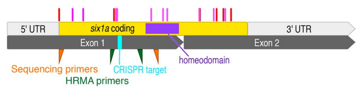 Example of CRISPR target design: six1a