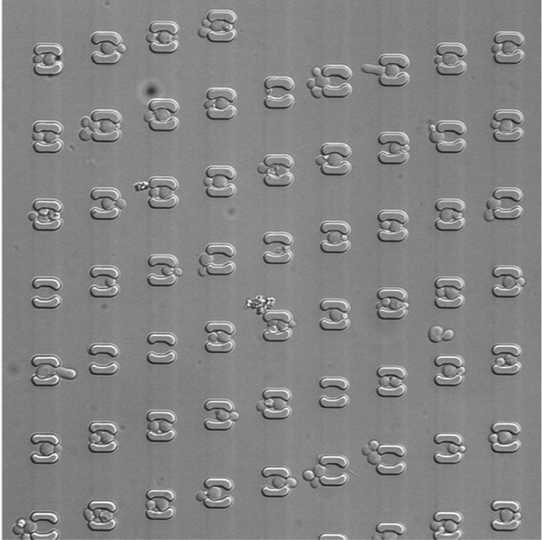 Microfluidic imaging of yeast cells from birth to death (Kang et al., 2026 PLoS Biol)