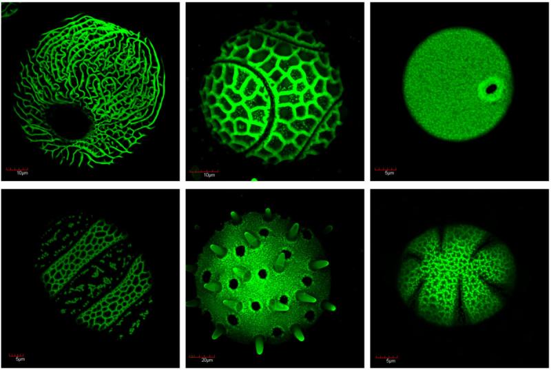pollen grains pollen grains
