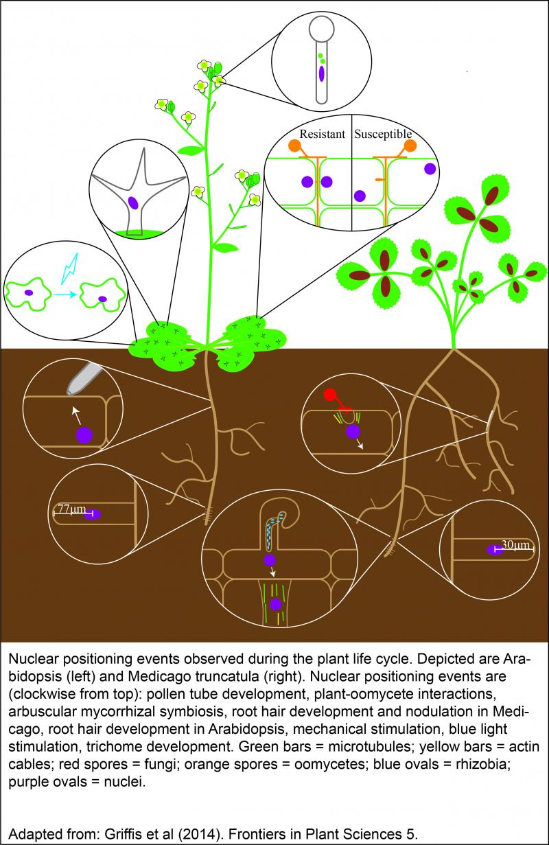 Illustration of the localization, structure and function of different Arabidopsis LINC complexes involved in anchoring RanGAP Illustration of the localization, structure and function of different Arabidopsis LINC complexes involved in anchoring RanGAP