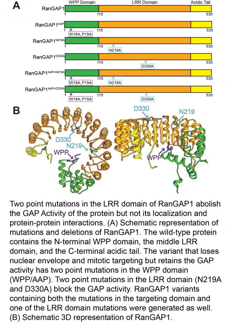 Two point mutations in the LRR domain of RanGAP1 abolish the GAP Activity of the protein but not its localization and protein-protein interactions. Two point mutations in the LRR domain of RanGAP1 abolish the GAP Activity of the protein but not its localization and protein-protein interactions.