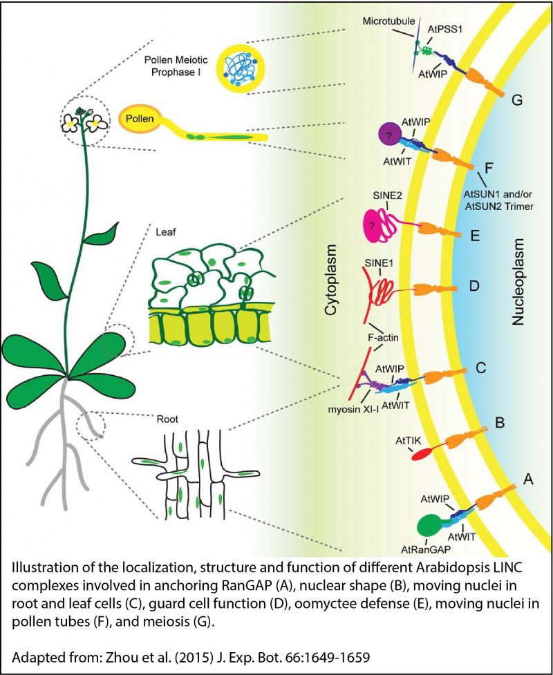 Illustration of the localization, structure and function of different Arabidopsis LINC complexes involved in anchoring RanGAP