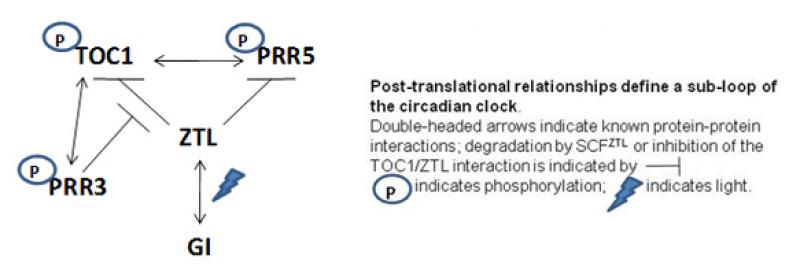 Post-translational control of circadian cycling through cooperative stabilization of ZTL and GI. Figure 2 Post-translational control of circadian cycling through cooperative stabilization of ZTL and GI. Figure 2