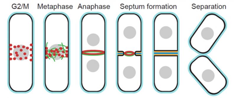 Fig. 1. Key events in fission yeast cytokinesis. Fig. 1. Key events in fission yeast cytokinesis.