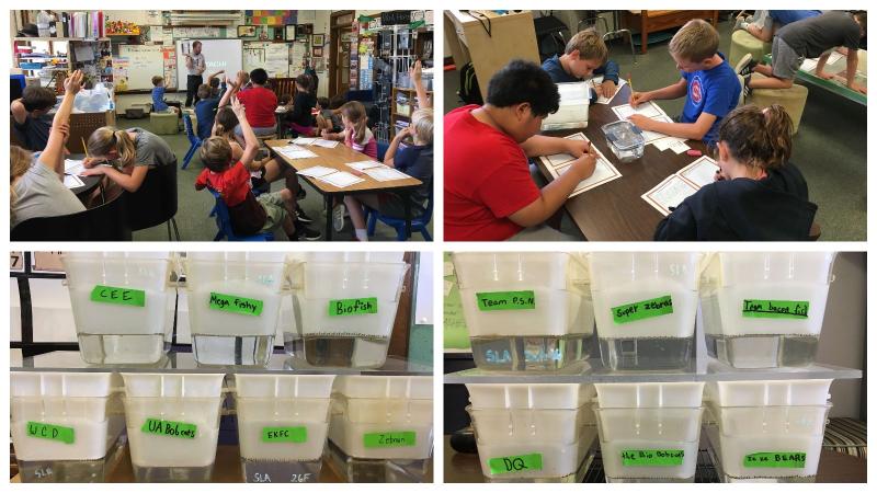 Students observing zebra fish in their classrom during BioEYES