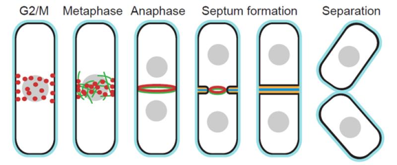 Fig. 1. Key events in fission yeast cytokinesis. Fig. 1. Key events in fission yeast cytokinesis.