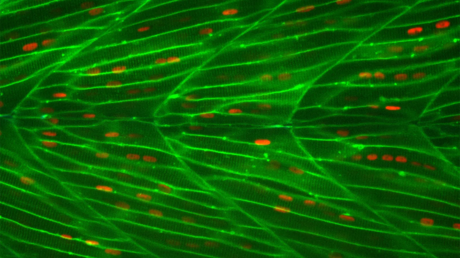Photo of research from the Amacher Lab Researcher Joseph Beljan