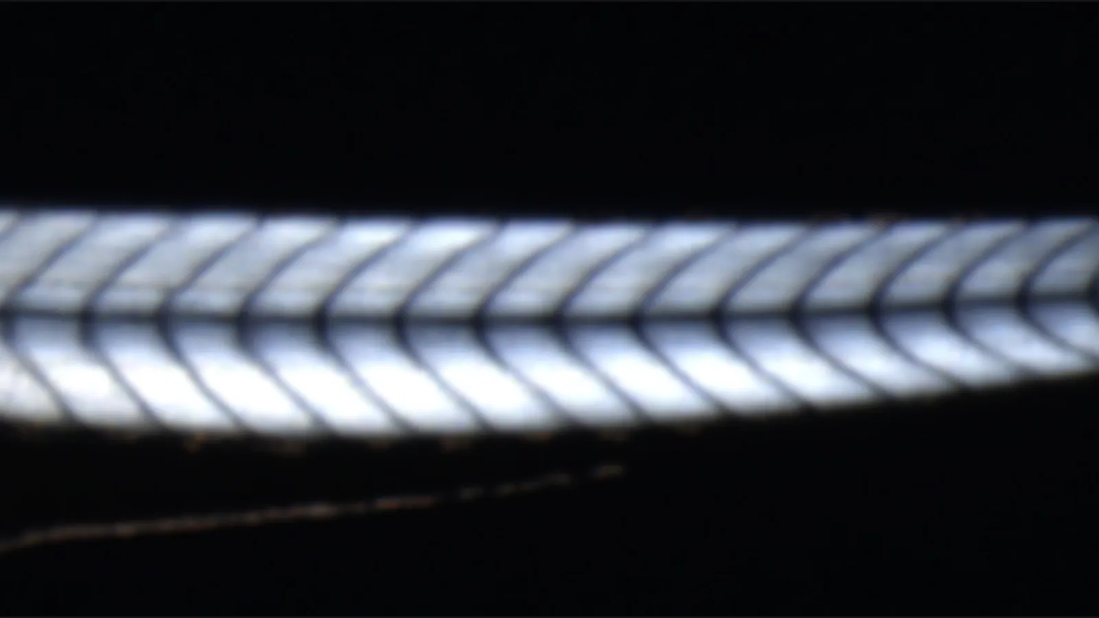 Photo of research from the Amacher Lab Researcher Joseph Beljan