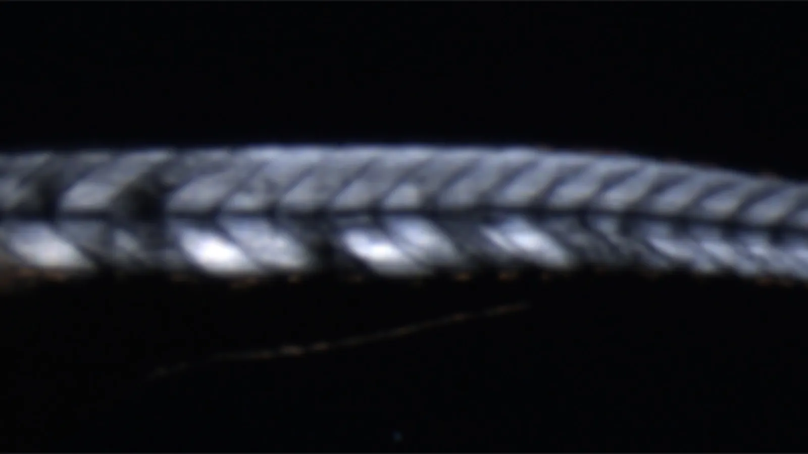 Photo of research from the Amacher Lab Researcher Joseph Beljan