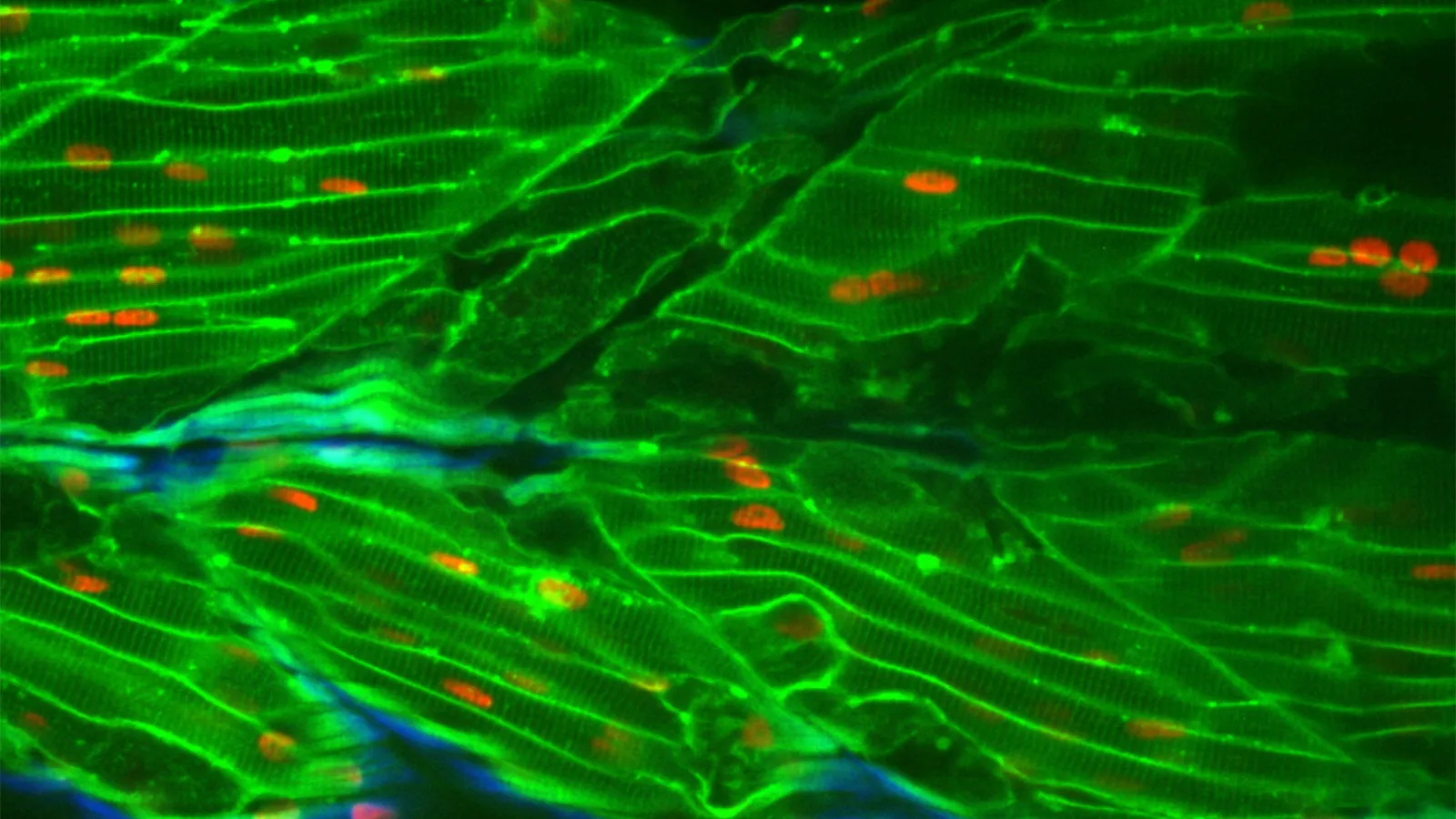 Photo of research from the Amacher Lab Researcher Joseph Beljan