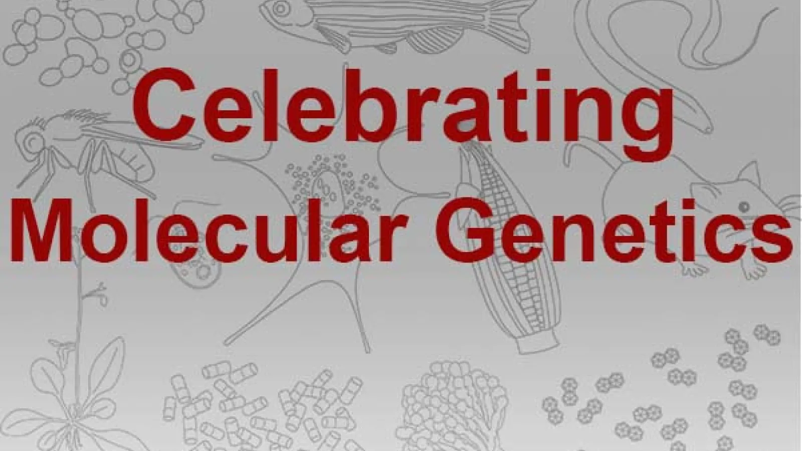 celebrating Molgen
