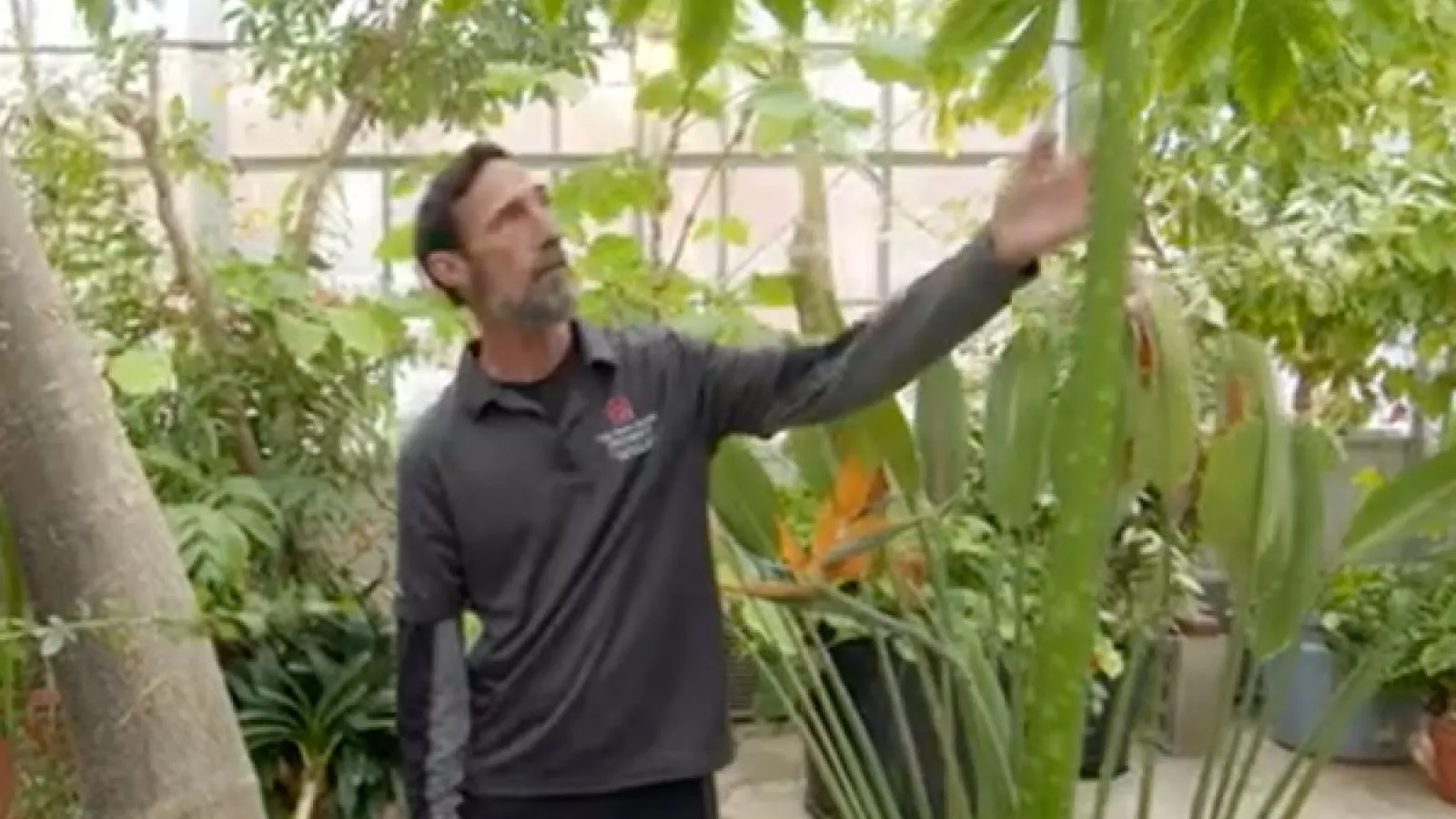 Snodgrass in Greenhouse