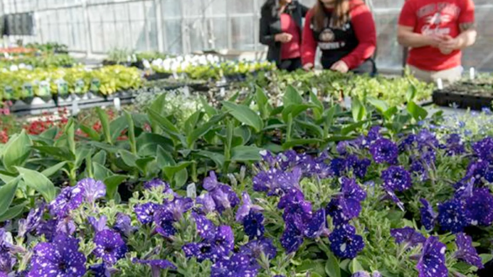plants in the greenhouse
