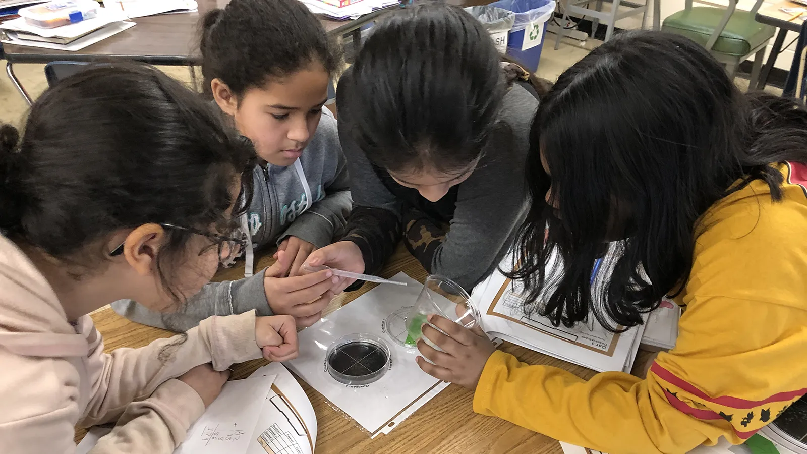 Cranbrook students counting zebrafish embryos