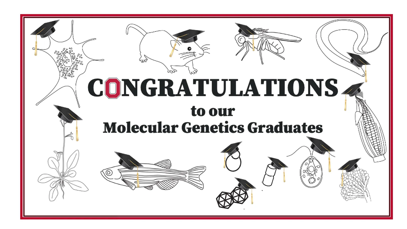 Image that says congratulations Molecular Genetics Graduates" with a Bolck O in place of the "O" It is surrounded by images of genetic research models wearing graduation caps