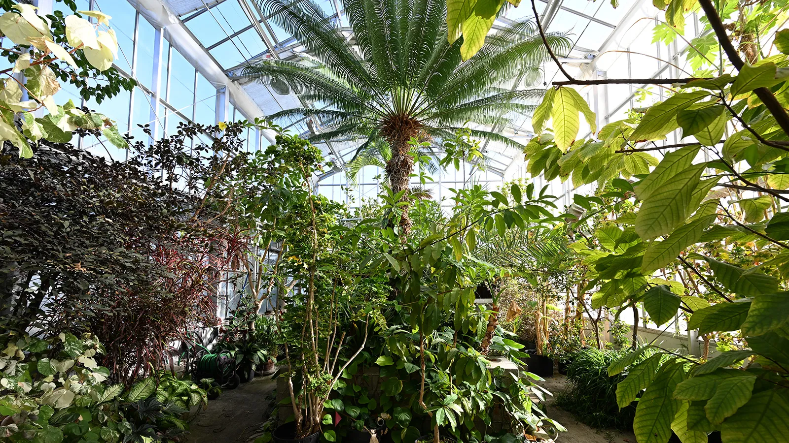 Cycad in the main conservatory of the Greenhouse