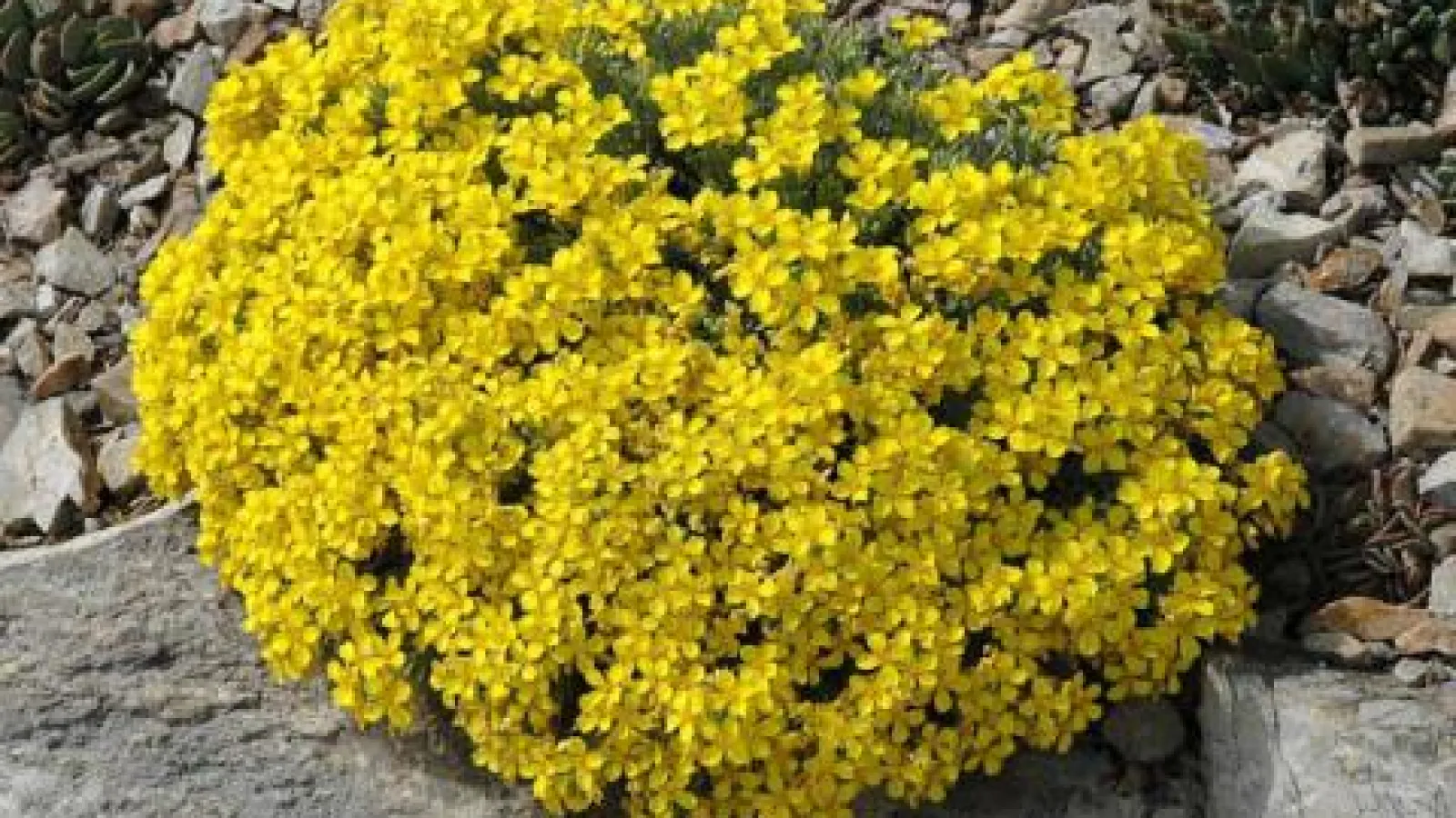 Physaria fendleri