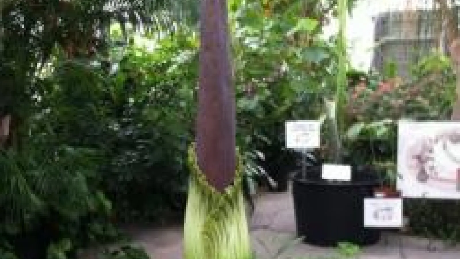 The giant bloom of the Titan Arum
