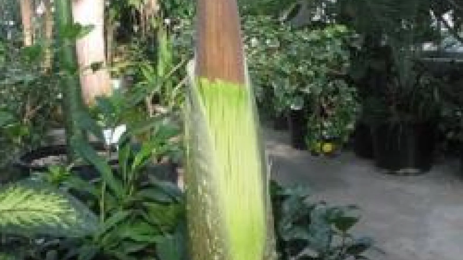 The bloom of a Titan Arum