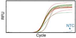 Amplification curve graph