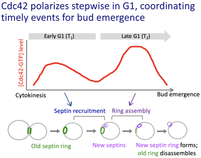 Figure 2 - Cdc42 polarizes stepwise in G1, coordinating timely events for bud emergence.