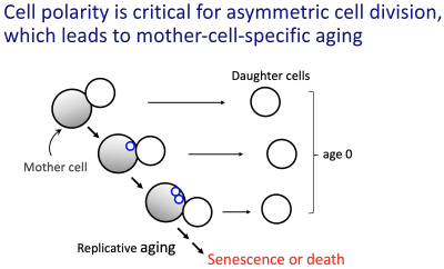 Figure 3 - Cell polarity is critical for asymmetric cell division, which leads to mother-cell-specific aging.