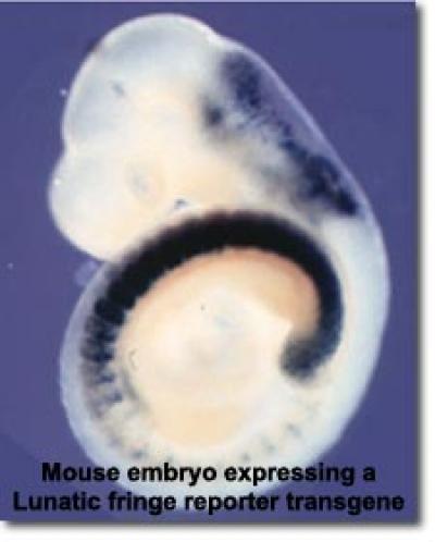 Fig. 1 - Mouse embryo expressing a Lunatic fringe reporter transgene Fig. 1 - Mouse embryo expressing a Lunatic fringe reporter transgene