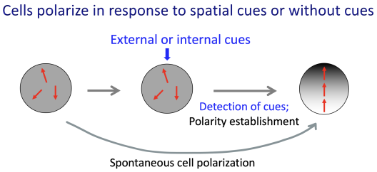 Figure 1 - Cell polarize in response to  spatial cues or without cues