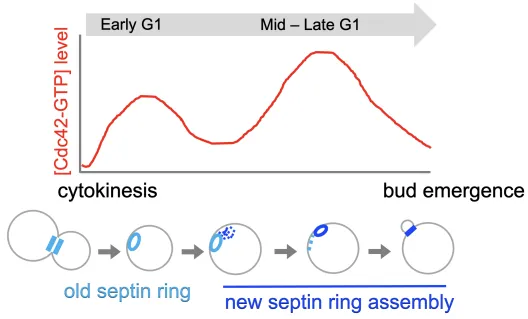 Biphasic Cdc42 polarization in the G1 phase is coupled to stepwise assembly of a new septin ring (Kang et al., 2018 MBoC; Miller et al., 2020 Microbial Cell).