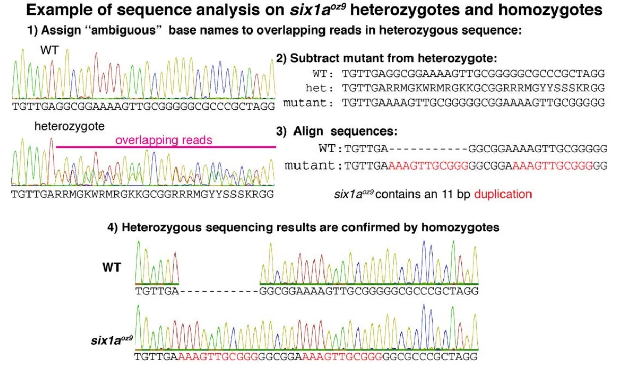 Eample sequence analysis on six1aOZ9 heterozygotes and homozygotes
