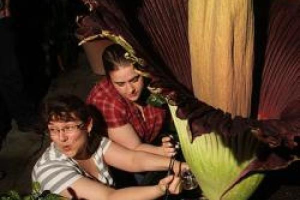 Harvesting seeds from Corpse Flower