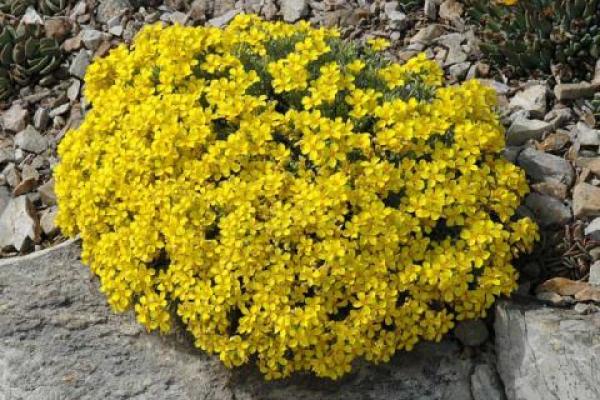Physaria fendleri Physaria fendleri