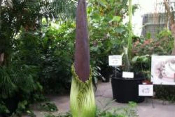 The giant bloom of the Titan Arum