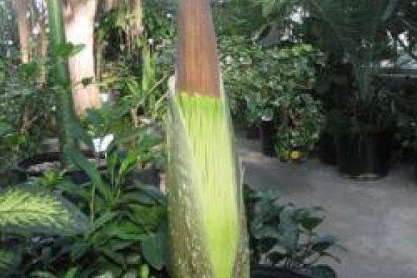 The bloom of a Titan Arum