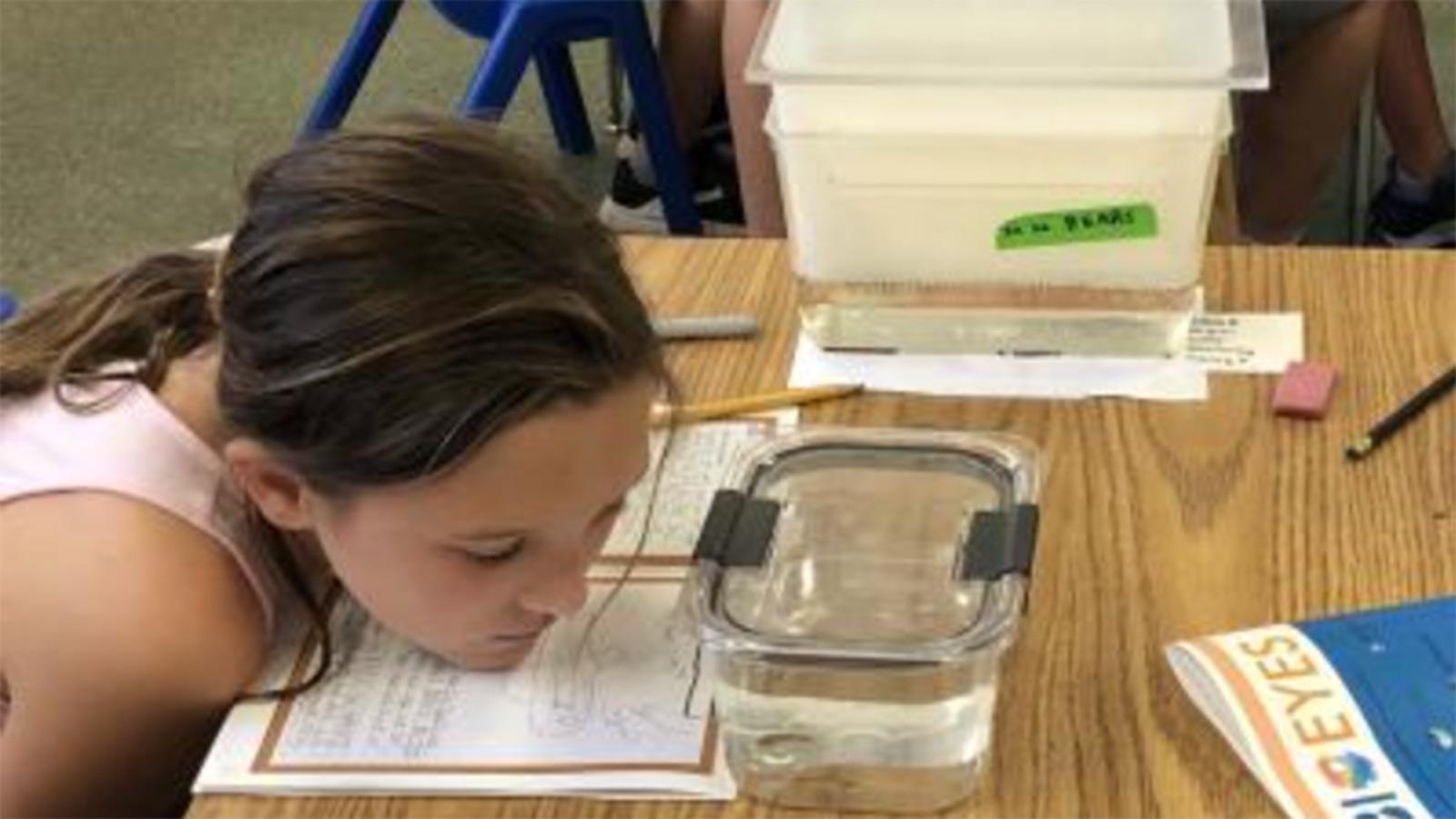 Student looking at zebrafish in container
