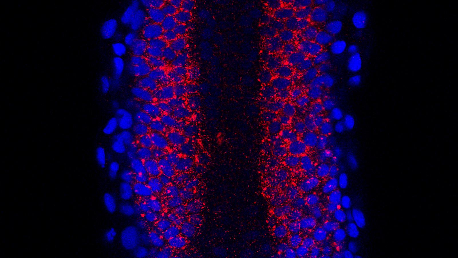 Photo of research from the Amacher Lab Researcher Tom Gallagher