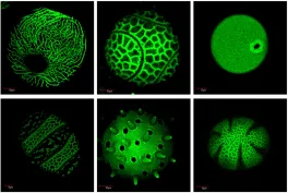 pollen grains