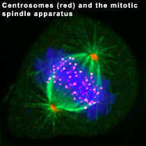 Centrosomes