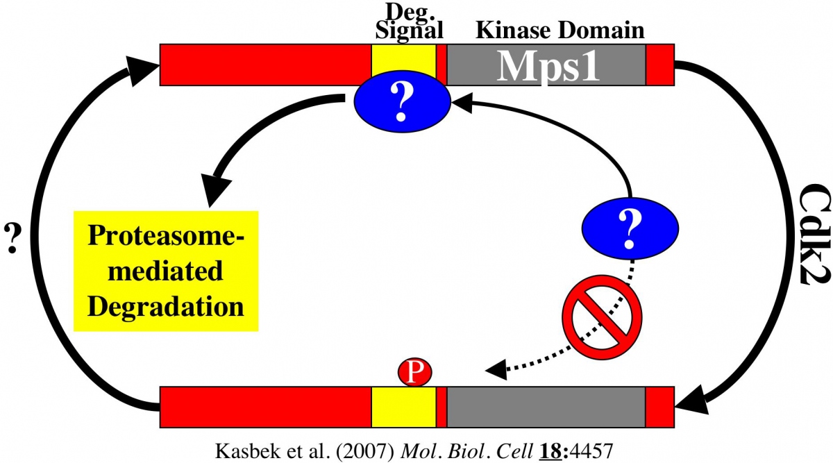 The Pathway Regulating Mps1 Degradation