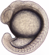 A fish embryo during segmentation. A fish embryo during segmentation.