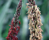 Figure 1. Sibling maize plants show two distinct epigenetic expression states of the purple plant1 (pl1) gene.