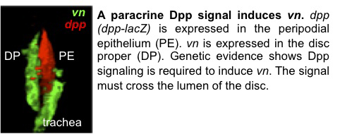 Simcox Figure 1 - A paracrine Dpp signal induces vn.
