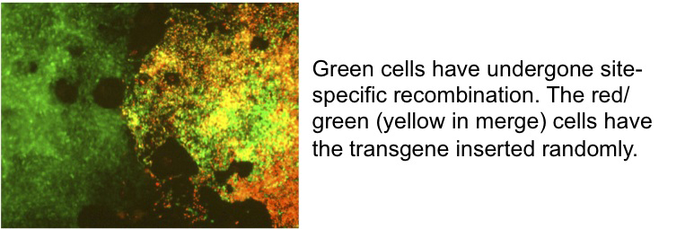Figure 3 - Green cells have undergone site-specific recombination.